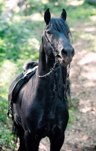 Albion: The Enchanted Stallion